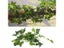 Artificial Vine Plant Leaves For Terrarium Decoration With Reptile Lizards Carousel 5