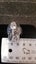 Stg Silver indian chief in eagle headress Ring Carousel 3