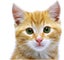 BossCat® Litter 2 x 20ltr TWIN Pack (formerly known as Pussydo) Carousel 5