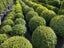 BUXUS TOPIARY Carousel 2