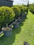 BUXUS TOPIARY Carousel 18