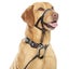 HALTI HEADCOLLAR - STOPS DOGS PULLING SIZE 2 BLACK Carousel 2