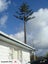 Stump grinding, Tree removal and pruning Carousel 19