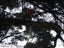 Stump grinding, Tree removal and pruning Carousel 18