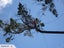 Stump grinding, Tree removal and pruning Carousel 15