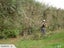 Stump grinding, Tree removal and pruning Carousel 14
