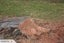 Stump grinding, Tree removal and pruning Carousel 9