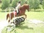Riding Lessons - farm camps Carousel 20