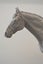 Limited Edition Bronze Sculpture Champion Sire Horse Tavistock by NZ Artist Carousel 9