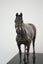 Limited Edition Bronze Sculpture Champion Sire Horse Tavistock by NZ Artist Carousel 6