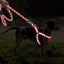 Pet Dog Reflective harness and leash set No Pull Adjustable Heavy duty Size L Carousel 5