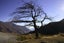 Crown Range Tree Carousel 1