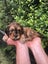 Cavoodle stud Carousel 15