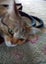 LOST CAT - Peanut, Black/Ginger/Fawn Striped, short haired female cat Carousel 3
