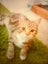 LOST CAT - Peanut, Black/Ginger/Fawn Striped, short haired female cat Carousel 4