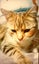 LOST CAT - Peanut, Black/Ginger/Fawn Striped, short haired female cat Carousel 5