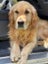 Golden Retriever stud dog Carousel 3