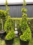BUXUS TOPIARY Carousel 19