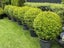 BUXUS TOPIARY Carousel 20