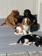 Pedigree Cavalier King Charles Spaniels Carousel 10