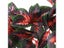1PC 50cm Reptile Habitat Vivarium Decor With Artificial Vine Carousel 10