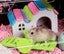 Mouse Cage VIP Series 3 Level with Tray TTL1 Carousel 7