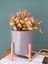 Indoor Plant Pot New Carousel 4