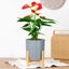 Indoor Plant Pot New Carousel 1