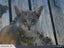 Takapuna, Grey & White shorthair oriental (Missing Carousel 1