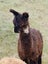 Pet Female and cria Carousel 3