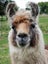 Pet Female and cria Carousel 4