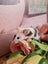 Stunning Female Baby Mice - NEW GIRLS AVAILABLE NOW Carousel 18