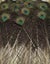 Feathergirl: Complete Peacock Tail $1 Reserve Carousel 9