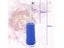 Bidet Spray Carousel 3
