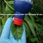 CUT'N'PASTE - ORIGINAL WEEDKILLER GEL - IN A 450ML APPLICATOR BOTTLE Carousel 5