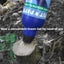 CUT'N'PASTE - ORIGINAL WEEDKILLER GEL - IN A 450ML APPLICATOR BOTTLE Carousel 3