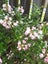 Escallonia Apple Blossom x 50 Carousel 2