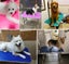 Dog Grooming Table Stainless Steel folding grooming table + hanger with rope HQ Carousel 6