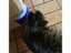 Corner Pet Brush Comb With Plastic Scratch Bristles For Cat Self Grooming Carousel 3
