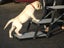 PetLoader Dog Steps 16" (4 Step) Pet Loader Stairs Carousel 3