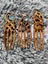 KORU RIMU WOOD PAUA HERU BEAUTY Carousel 5