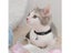 Adjustable Pet Collar with Shiny Ribbon Nylon and Bell for Cat Black Carousel 2