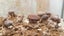 Shiitake Block Ready To Go - Grow Your Own Carousel 7