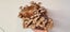 Shiitake Block Ready To Go - Grow Your Own Carousel 5
