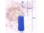 Bidet Spray Carousel 8