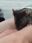 Stunning Female Baby Mice - NEW GIRLS AVAILABLE NOW Carousel 16