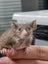 Stunning Female Baby Mice - NEW GIRLS AVAILABLE NOW Carousel 17