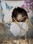 Stunning Female Baby Mice - NEW GIRLS AVAILABLE NOW Carousel 10