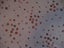 SILKY LYCRA JERSEY KNIT SEWING FABRIC Stretch MATERIAL 2m x 162cm Carousel 1
