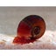 Ramshorn Snail tropical freshwater snail [40 available] Carousel 3